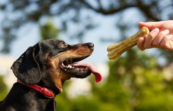 Why Dogs Love Nepal-Made Chhurpi Chews