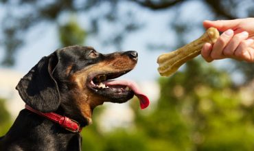 Why Dogs Love Nepal-Made Chhurpi Chews