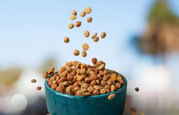 Health Benefits of Chhurpi Chews for Dogs