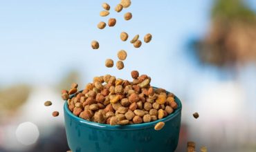 Health Benefits of Chhurpi Chews for Dogs